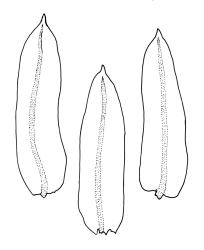 Schlotheimia knightii, three branch leaves.
 Image: R.C. Wagstaff © All rights reserved. Redrawn with permission from Vitt (1983). 